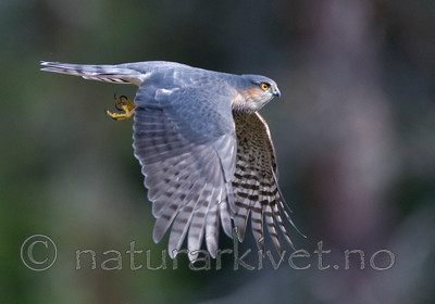 BB 11 0153 / Accipiter nisus / Spurvehauk